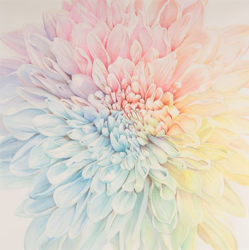 crysanthemum flower coloured transpiration painting